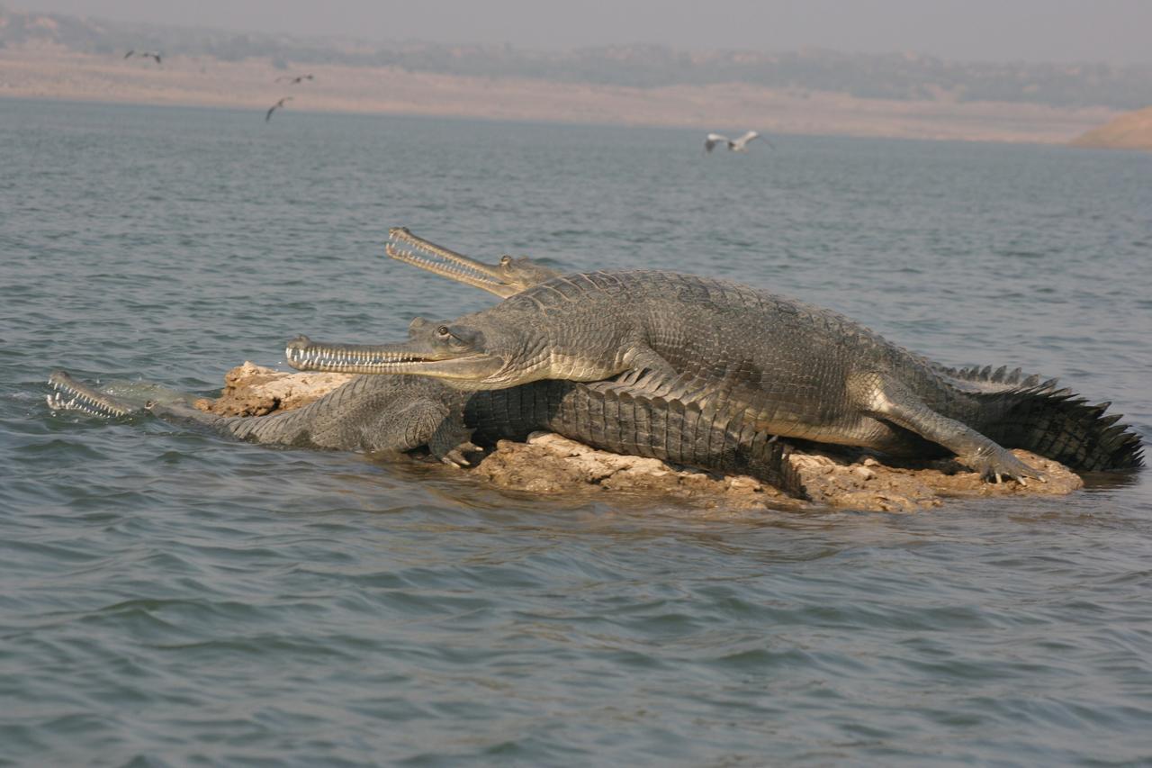 Mela Kothi - The Chambal Safari Lodge Bāh 外观 照片