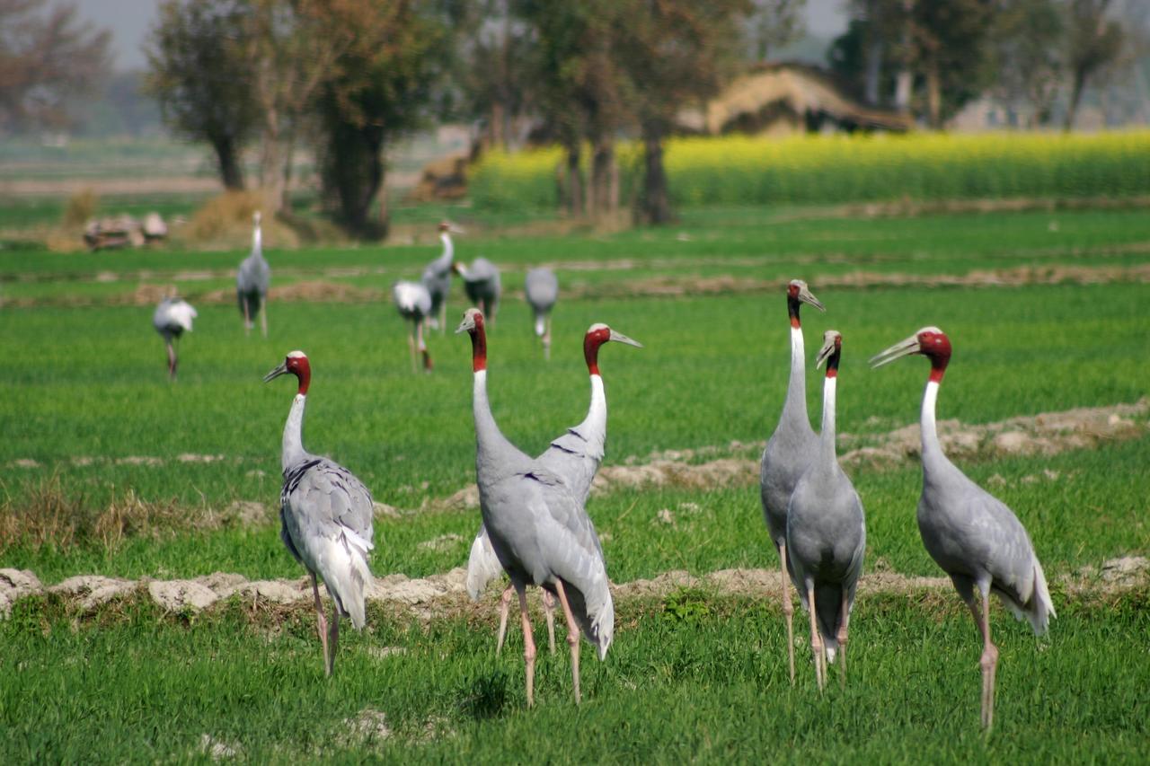 Mela Kothi - The Chambal Safari Lodge Bāh 外观 照片